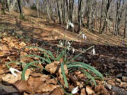 38 Bucanevi (Galanthus nivalis)